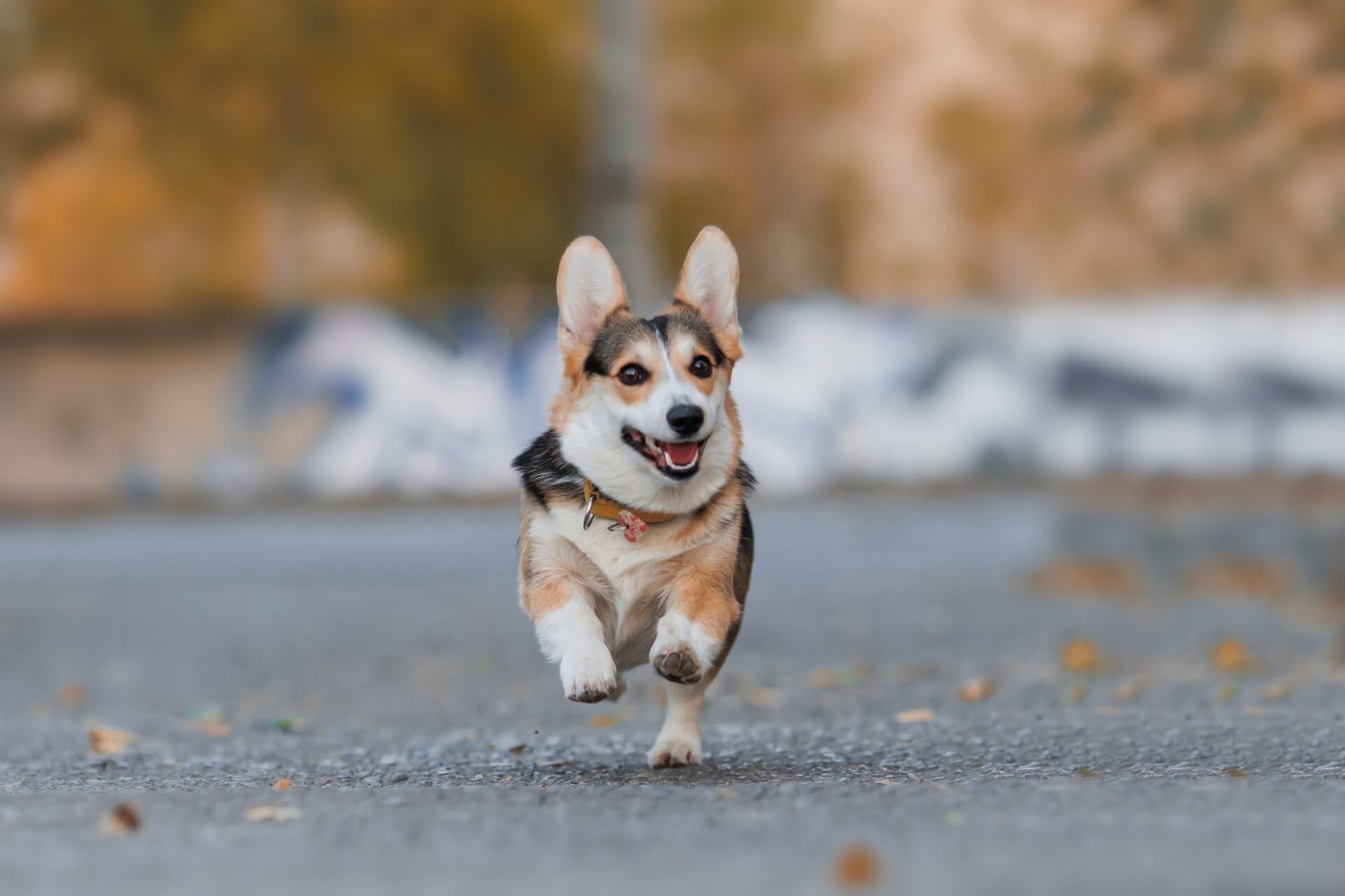 Vet Near Me After