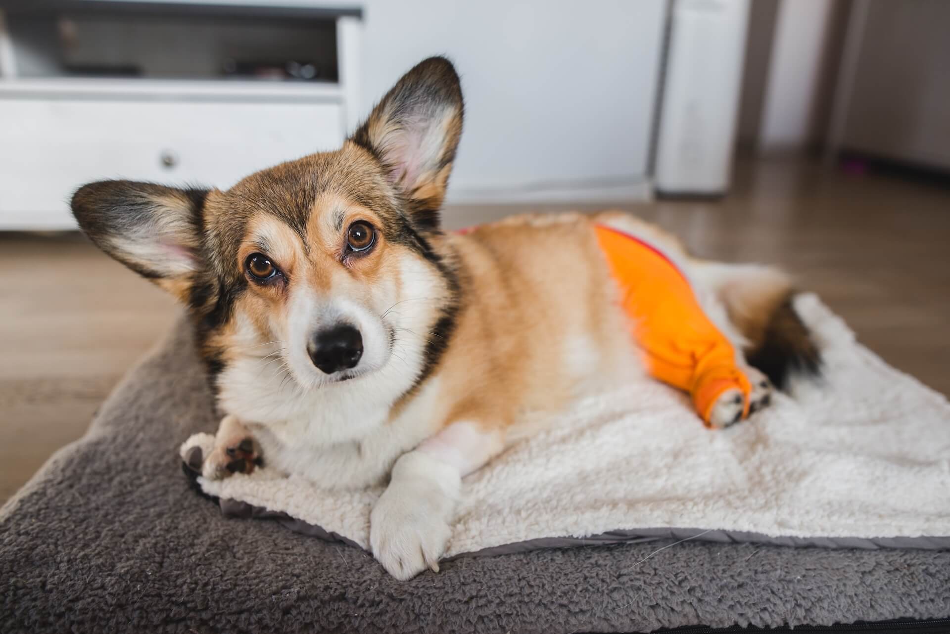 Vet Near Me Before