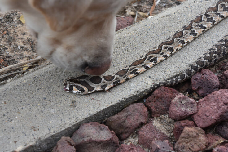 Dog sniffing a snake