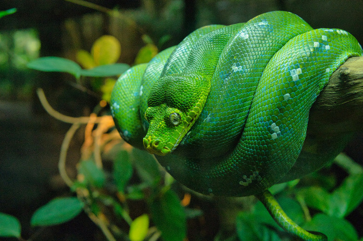 green mamba or a boomslang