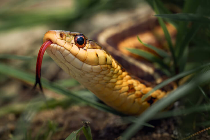 snake hissing and moving through the grass
