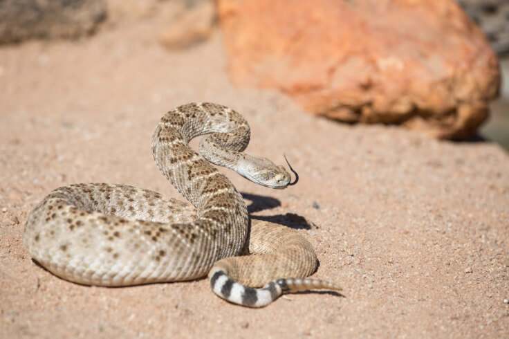 rattle snake in the desert 