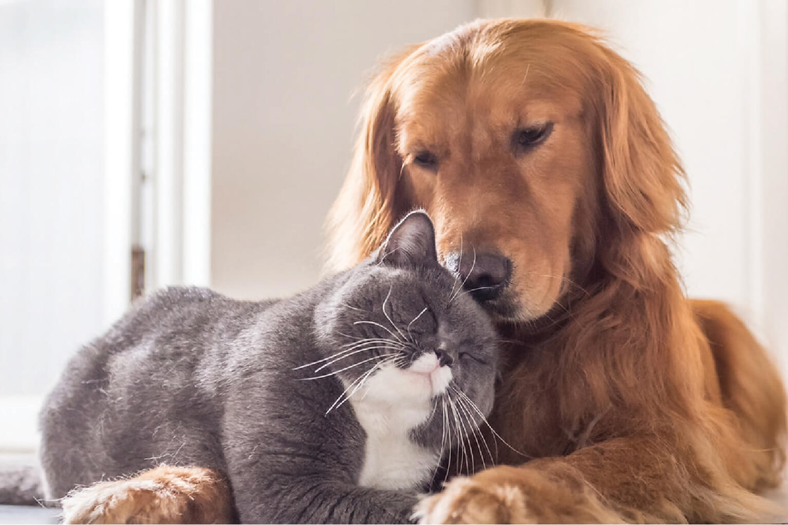 cat and a dog