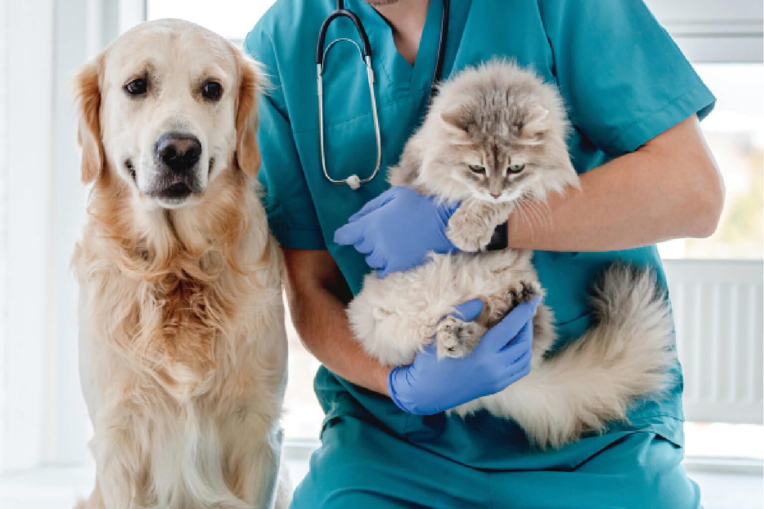 dog and a vet