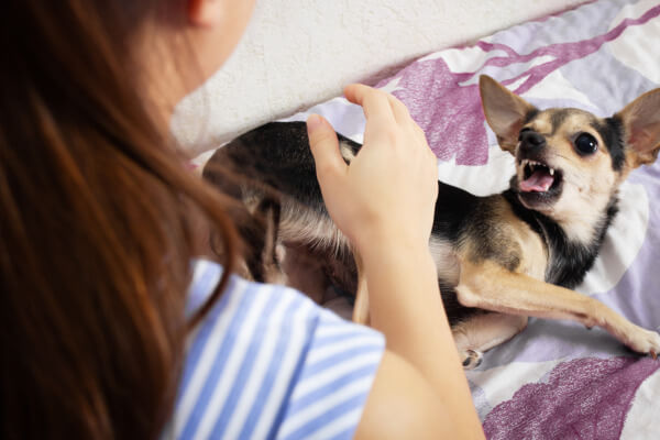 aggressive small dog being aggressive to owner