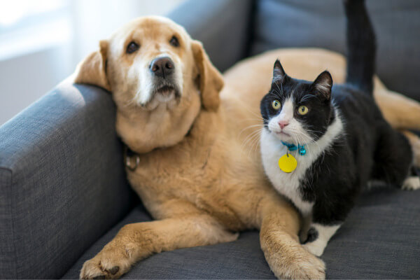Dog and cat on the couch together