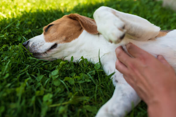 dog in the grass getting a scratch