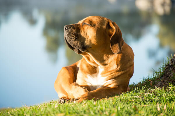 Dog basking in the sun by a lake