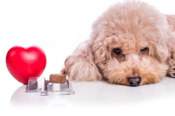 dog with a heart
