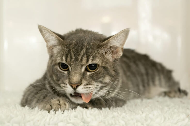 cat licking the carpet