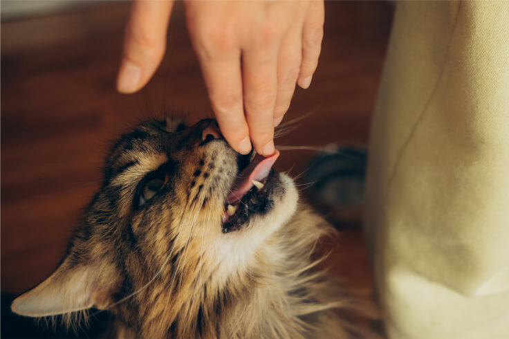 cat licking owners hands