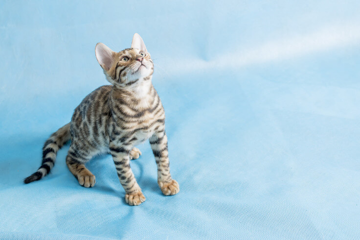 cat looking up