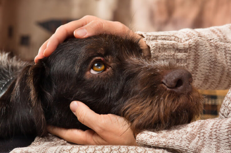 dog looking lovingly at owner