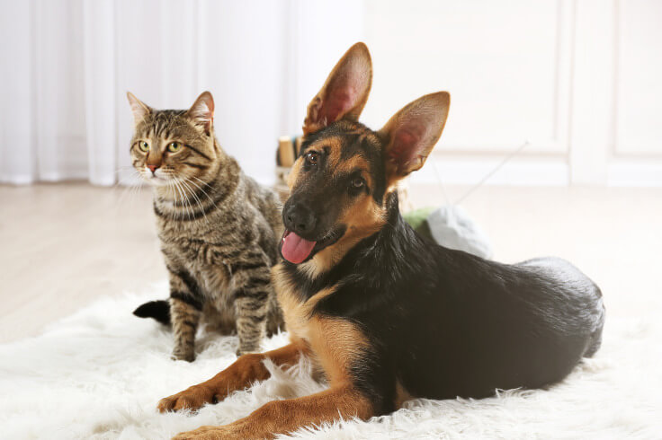 Dog and cat inside on the carpet