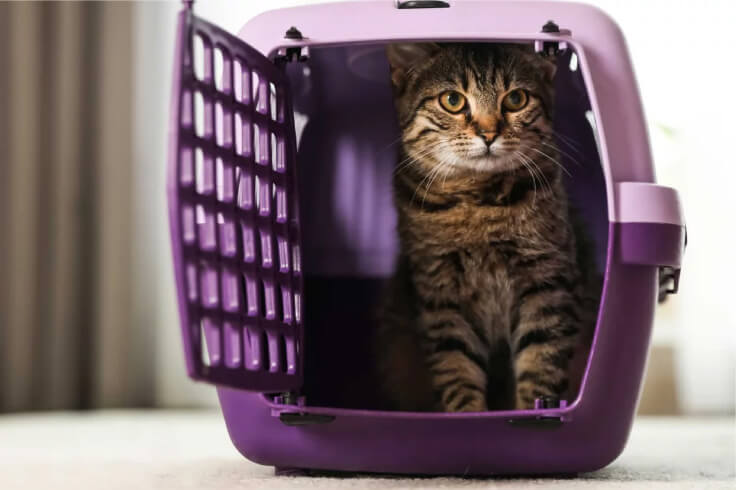 cat in a purple crate