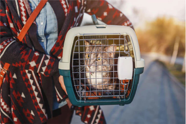 Human carrying pet in the pet crate