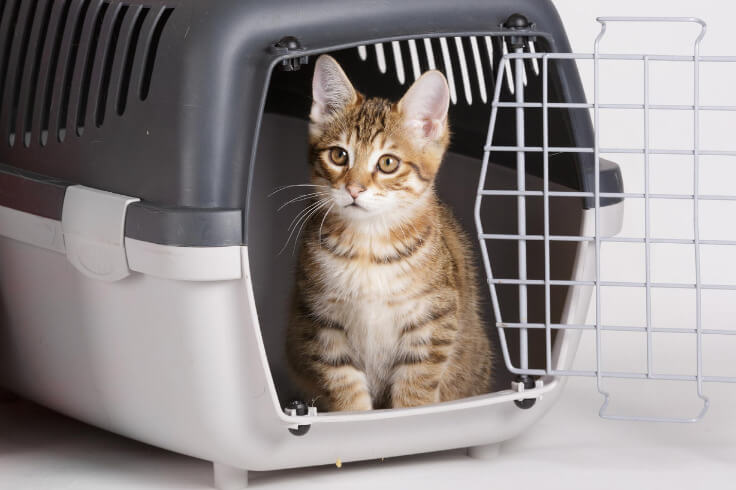 kitten in crate with door open