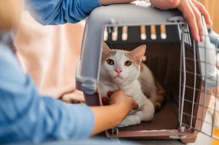 cat being taken out of the crate