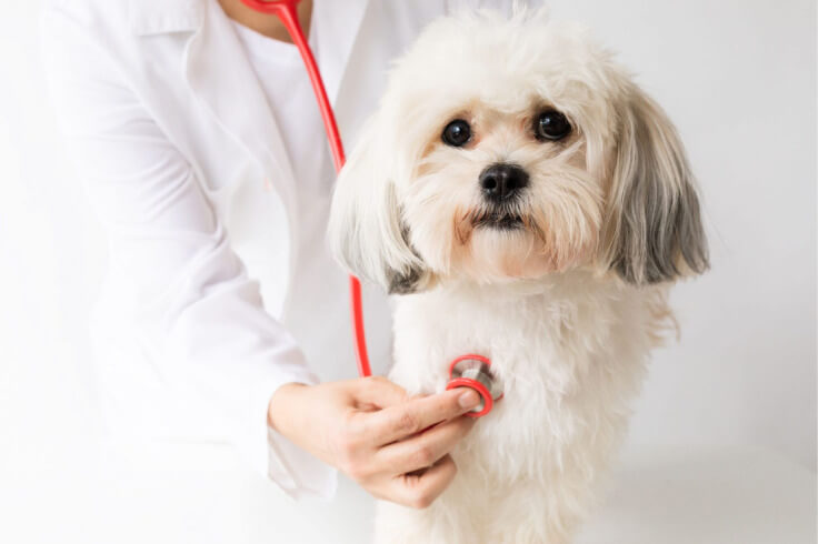 Cute Dog getting checked by the doctor