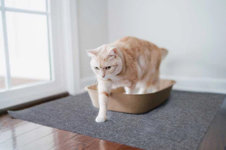Ginger cat trying out litter box