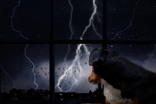 dog watching a storm outside