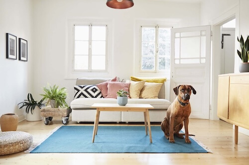 dog sitting in the living room