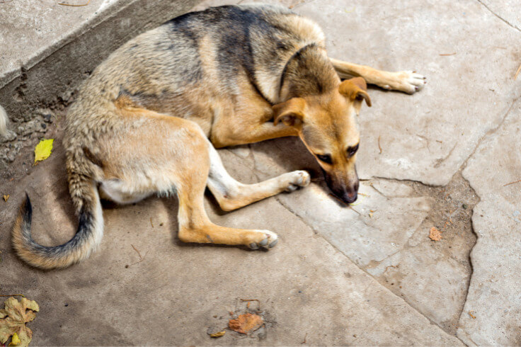 Poorly looking dog laying on the side walk