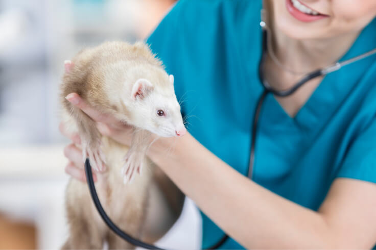 vet with ferret