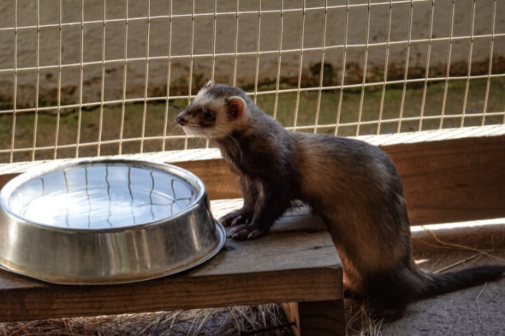 Ferret at the water bowl