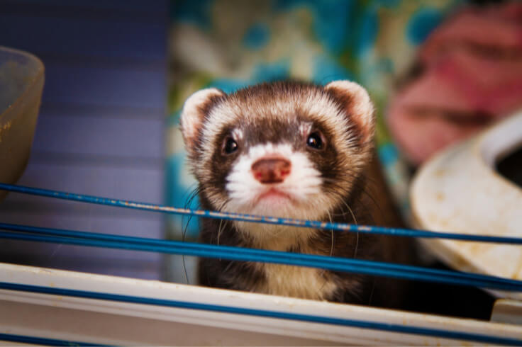 ferret looking at camera