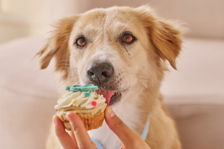 Dog wanting to eat unsafe cupcake