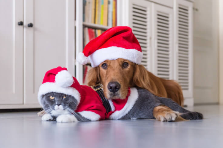cute dog with a Santa hat on 