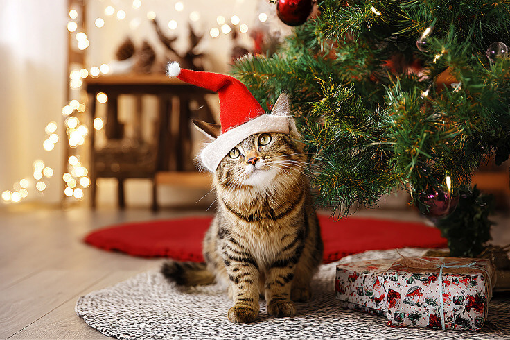 cute cat with a Santa hat on