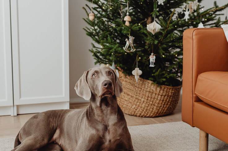 Ridgeback sitting very nicely 
