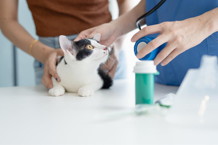 Cat at the vet