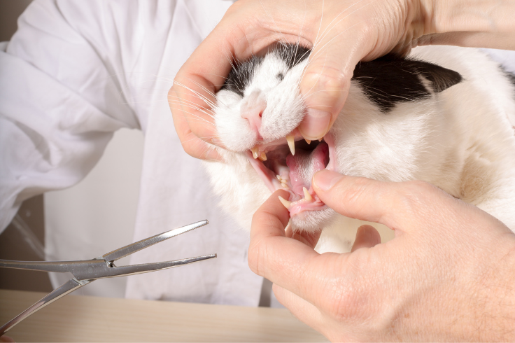 cat dental check up