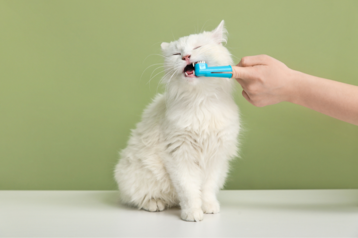 Cat getting teeth checked
