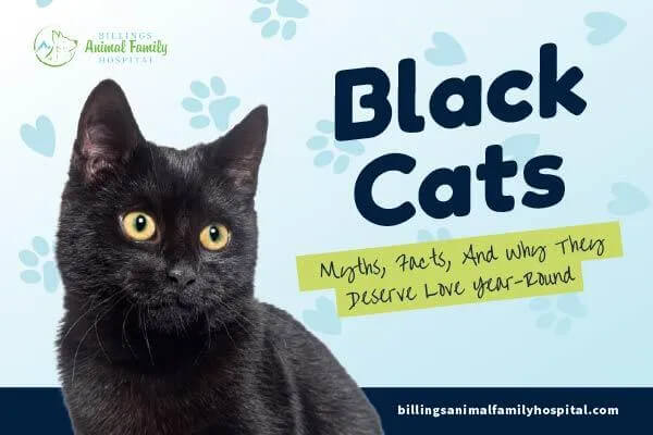 Black cat hero image