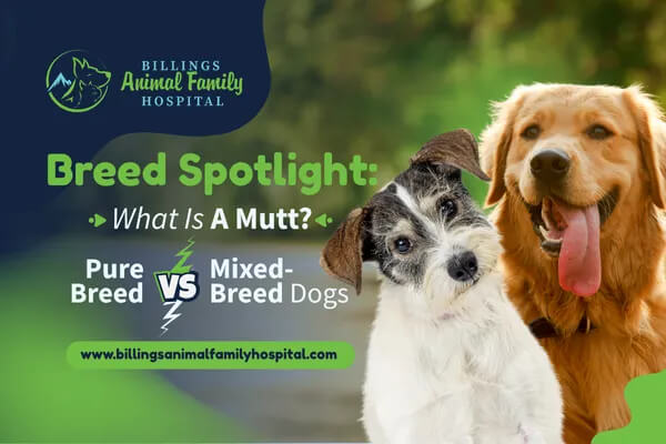 What Is A Mutt? Mixed-Breed Dog