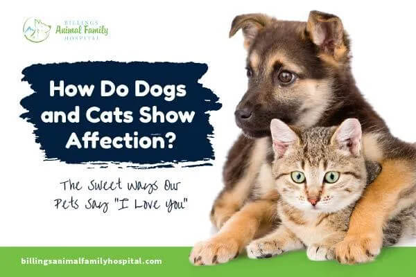 How Do Cats And Dogs Show Affection?