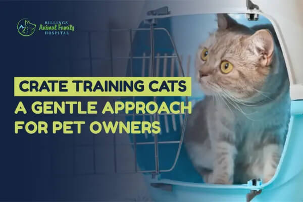 Cat crate training hero