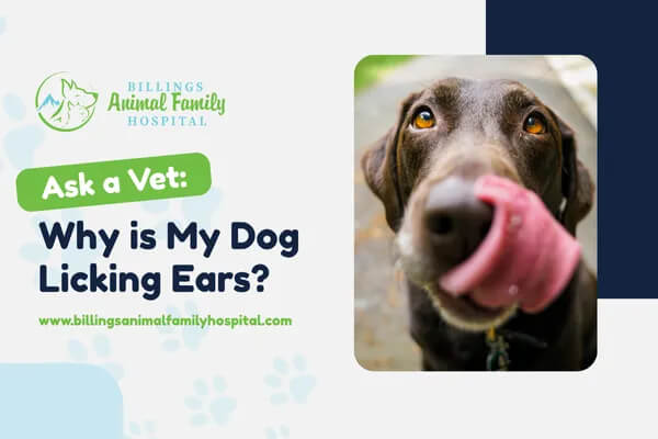 Why Is My Dog Licking Ears?