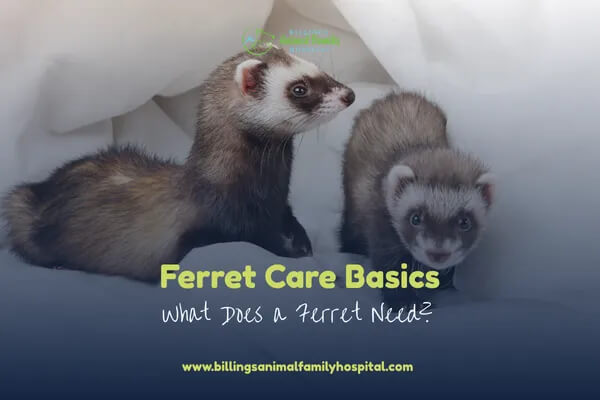 Ferret blog hero