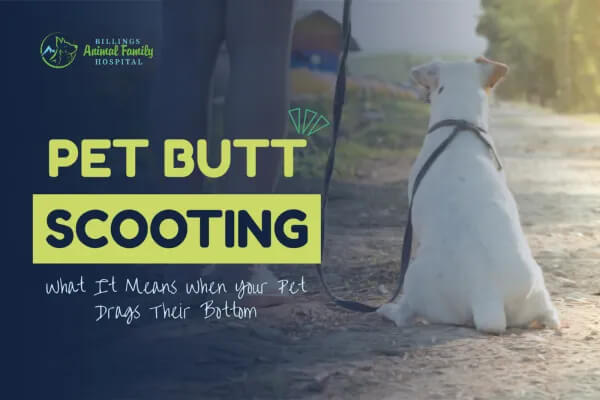 pet butt scooting