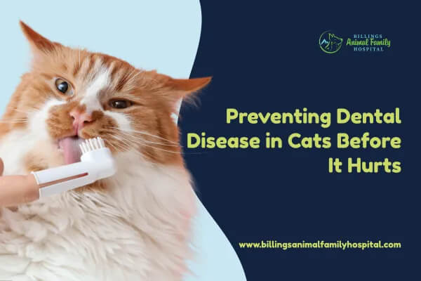 Preventing Dental Disease In Cats Before It Hurts