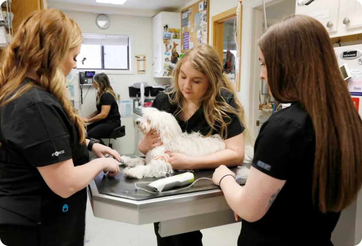 Mission &mdash; Billings Animal Family Hospital staff working