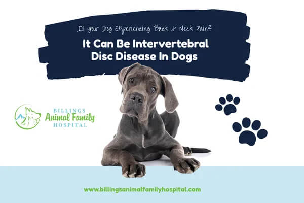 Intervertebral Disc Disease In Dogs
