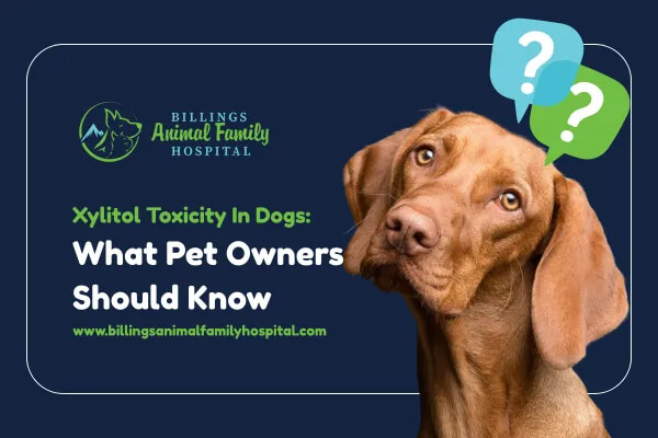 Xylitol Toxicity In Dogs