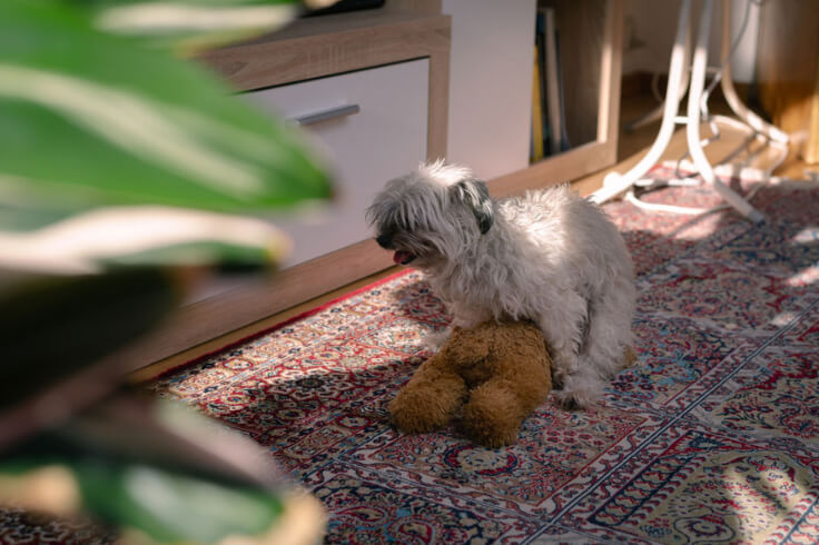 poodle having its way with a teddy bear