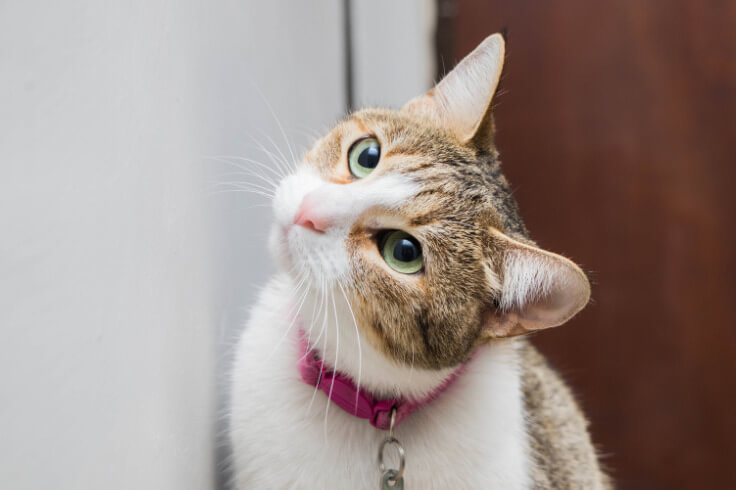 Cute cat looking around the corner of the wall